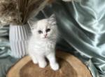 Eden pink C Hold - Ragdoll Kitten For Sale - NC, US