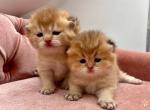 British Shorthair Golden  Brothers - British Shorthair Kitten For Sale - 