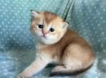 British  Shorthair Golden  Female - British Shorthair Kitten For Sale - Orlando, FL, US