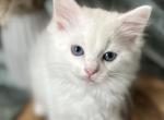 Felix hold - Ragdoll Kitten For Sale - NC, US