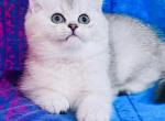 Leo Max Silver Ticked boy - British Shorthair Kitten For Sale - NY, US