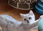 Billie Silver Tabby boy - British Shorthair Kitten For Sale - NY, US