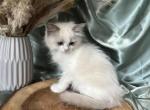 Max Green - Ragdoll Kitten For Sale - 