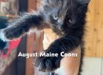 Maine Coon Kittens - Maine Coon Kitten For Sale/Service - Kansas City, KS, US