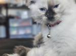 Parsley - Ragdoll Kitten For Sale - 