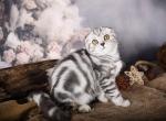 FREEDA - Scottish Fold Kitten For Sale - San Francisco, CA, US