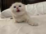 Gigglypuff - Scottish Fold Kitten For Sale - 