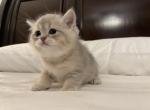 Snorlax - British Shorthair Kitten For Sale - 