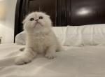 Chansey - Scottish Fold Kitten For Sale - 