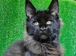 Suleiman - Maine Coon Kitten For Sale - Miami, FL, US