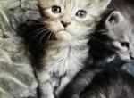 Purebred Maine Coon kittens - Maine Coon Kitten For Sale - Dayton, OH, US