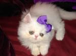 Lolly's and caspers first litter - Persian Kitten For Sale - 