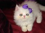 Lolly and caspers first litter - Persian Kitten For Sale - 