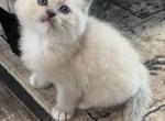 Blue Mink Baby - Ragdoll Kitten For Sale - Los Angeles, CA, US