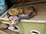 Tortie Elf Blue Eyed Girl - Sphynx Kitten For Sale - 