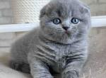 JASMINE - Scottish Fold Kitten For Sale - San Francisco, CA, US