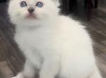 Blue Mitted Male - Ragdoll Kitten For Sale - Los Angeles, CA, US