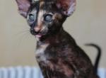 Jazzy - Oriental Kitten For Sale - Brooklyn, NY, US