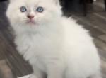 Blue Mitted with Blaze - Ragdoll Kitten For Sale - Los Angeles, CA, US