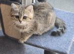 Lily chinchilla - Scottish Straight Kitten For Sale - 