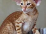 Lorenzo - Oriental Kitten For Sale - Brooklyn, NY, US