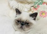 Fido and Fusa - Persian Kitten For Sale - Noble, OK, US