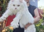 Cake - Maine Coon Cat For Sale - Virginia Beach, VA, US