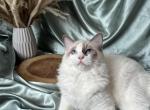 Bolt - Ragdoll Kitten For Sale - 