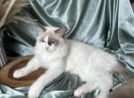 Bolt - Ragdoll Kitten For Sale - NC, US