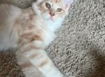 Berlin - Maine Coon Kitten For Sale - 