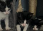 baby kittens - American Shorthair Kitten For Sale - 