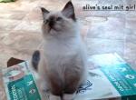 Olive's Seal mitted girl - Ragdoll Kitten For Sale - 