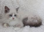 PawsoftheHeartland - Ragdoll Kitten For Sale - Fordyce, NE, US