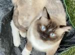 STUD SERVICE - Ragdoll Cat For Sale/Service - 