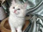 Milo Lilac - Ragdoll Kitten For Sale - 