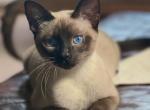 Male Siamese kitten - Siamese Kitten For Sale - Terrell, TX, US