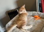 Gus - Maine Coon Kitten For Sale - Warner Robins, GA, US