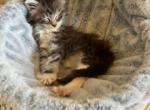 Phillip - Maine Coon Kitten For Sale - Warner Robins, GA, US