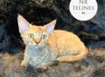 Mara - Devon Rex Kitten For Sale - Ottawa, KS, US