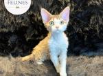 Misti - Devon Rex Kitten For Sale - Ottawa, KS, US