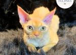 Orion - Devon Rex Cat For Sale - Ottawa, KS, US