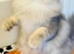 Crystal Blue - Persian Kitten For Sale - Carmel, NJ, US