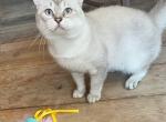 Boris - British Shorthair Cat For Sale/Retired Breeding - Washington, DC, US