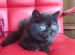 Medea - Exotic Kitten For Sale - Norwalk, CT, US