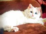 Puddin' N' Tain - Ragdoll Cat For Adoption - Antioch, SC, US