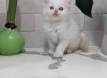 Felix - Ragdoll Kitten For Sale - 