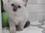 Daisy - Ragdoll Kitten For Sale - 