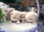 Girls and boys - British Shorthair Kitten For Sale - 