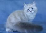 Cvetoslav - Siberian Kitten For Sale - Miami, FL, US