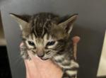 Bengals - Bengal Kitten For Sale/Service - Des Moines, WA, US